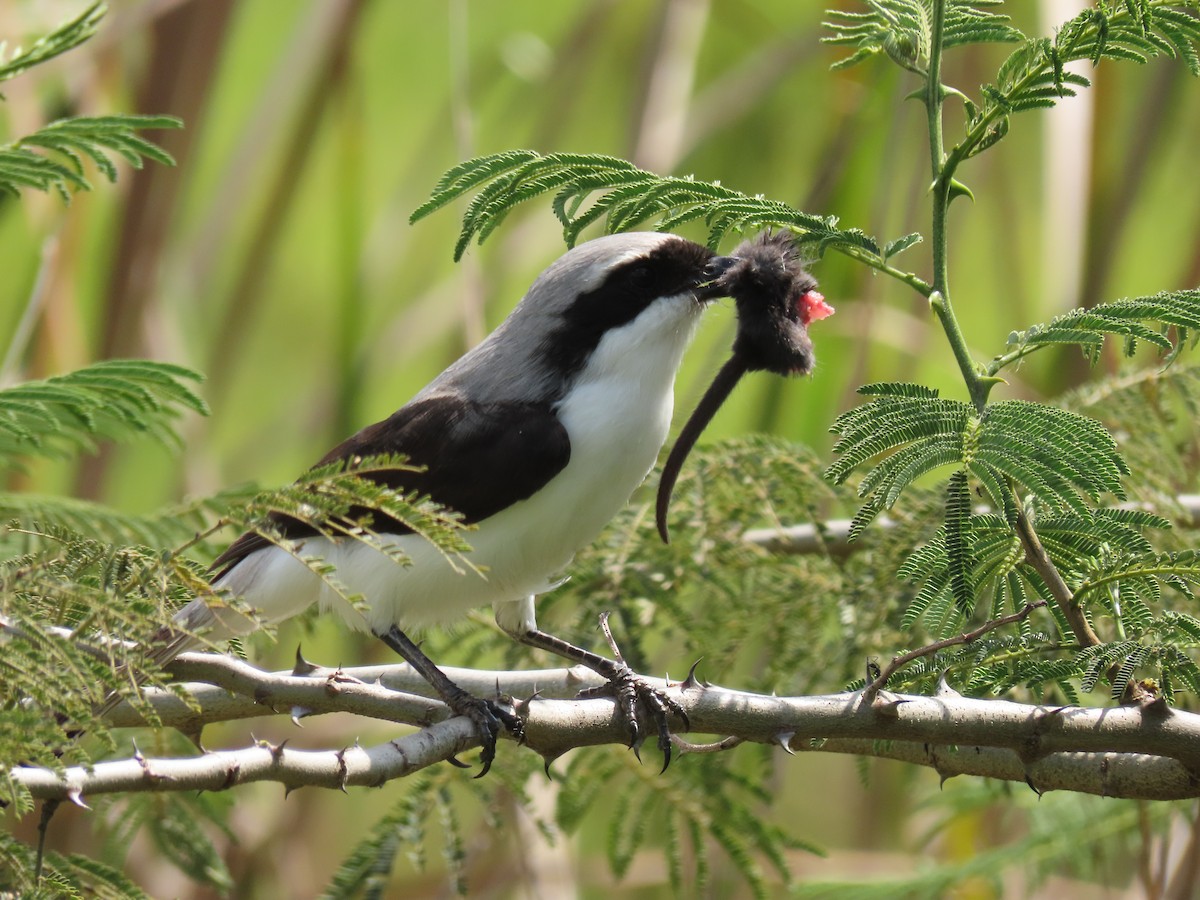 Gray-backed Fiscal - ML646030464