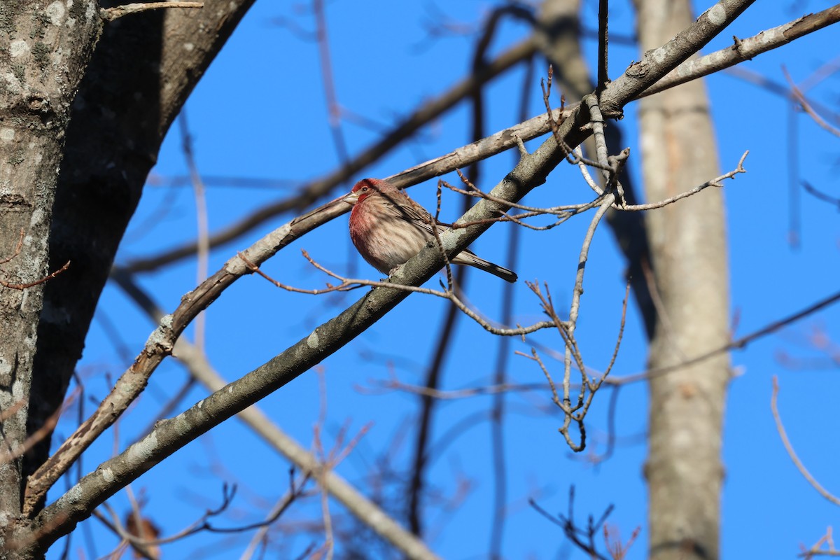 House Finch - ML646030466