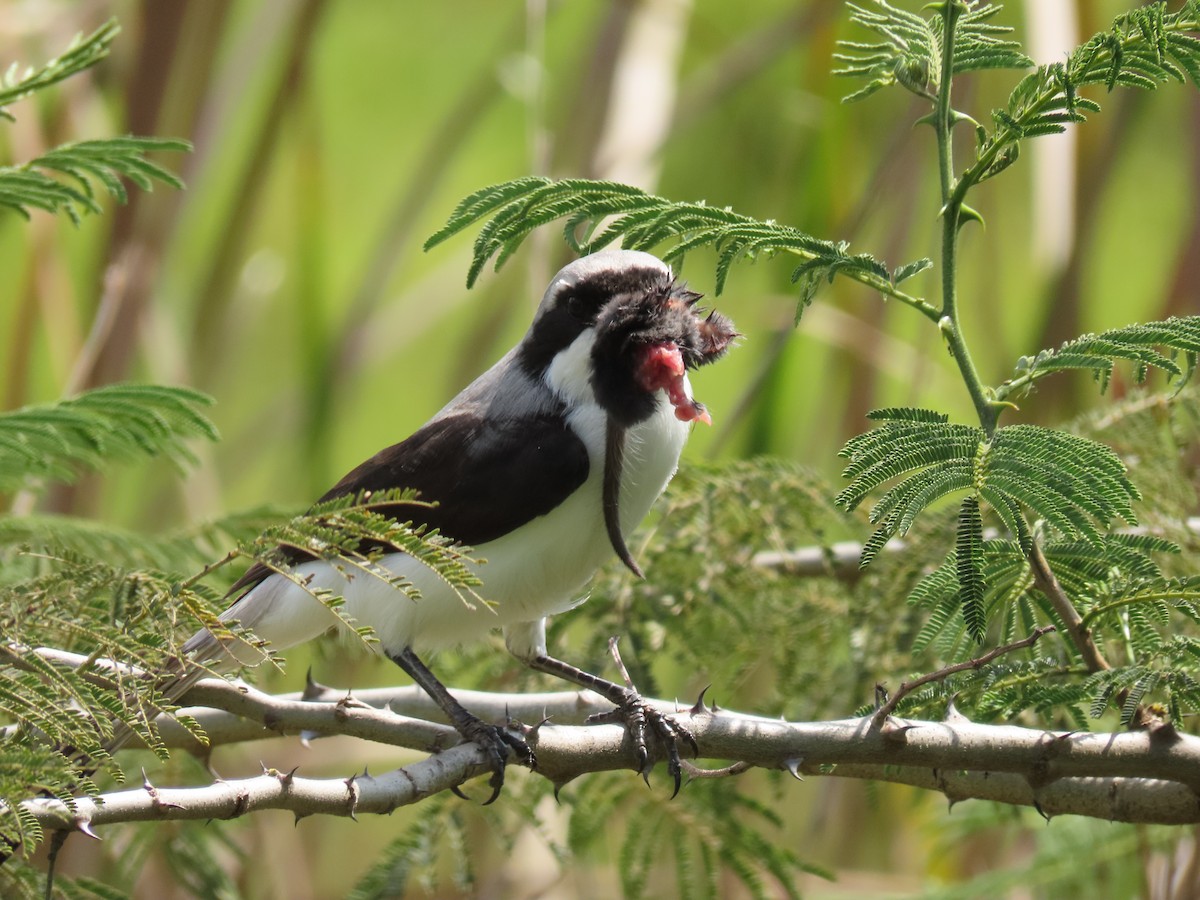 Gray-backed Fiscal - ML646030469