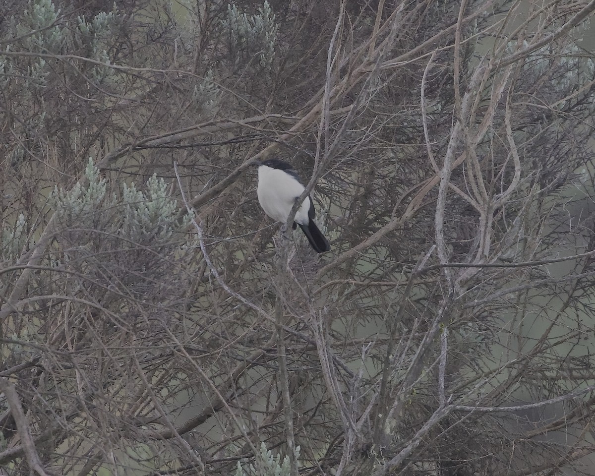 Tropical Boubou - ML646030471