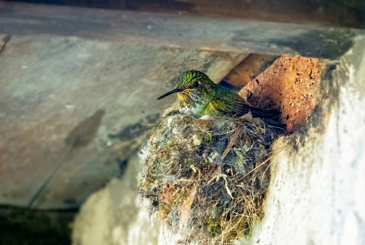 Ecuadorian Hillstar - ML646030472