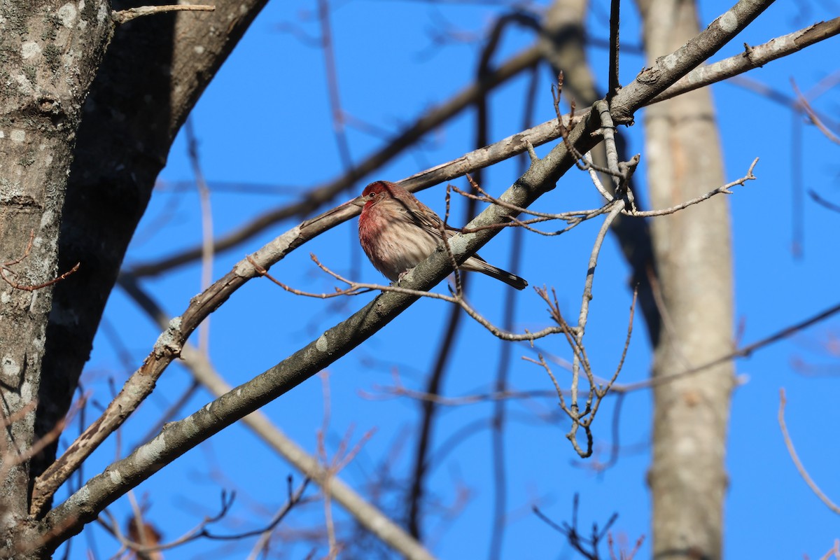 House Finch - ML646030473