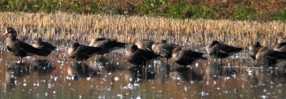 Greater White-fronted Goose - ML646030474