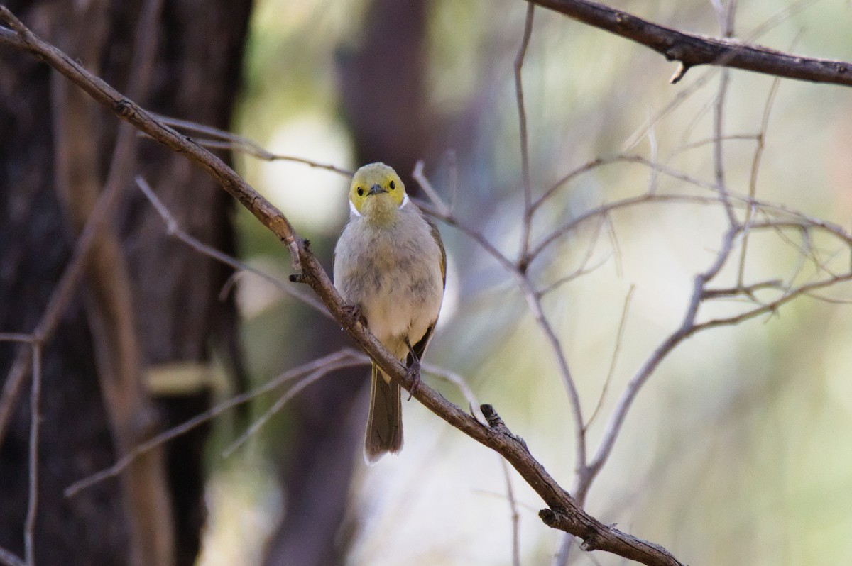 White-plumed Honeyeater - ML646030475