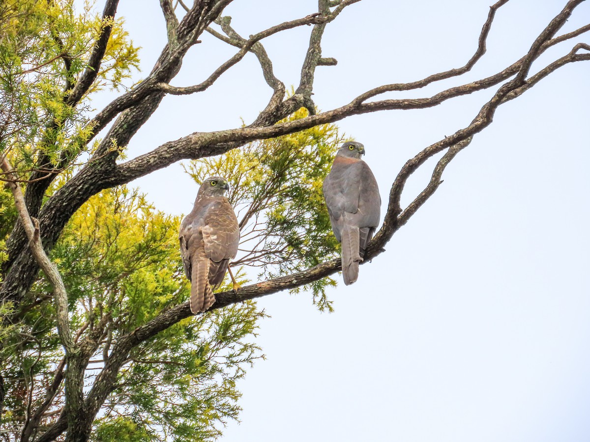 Brown Goshawk - ML646030476