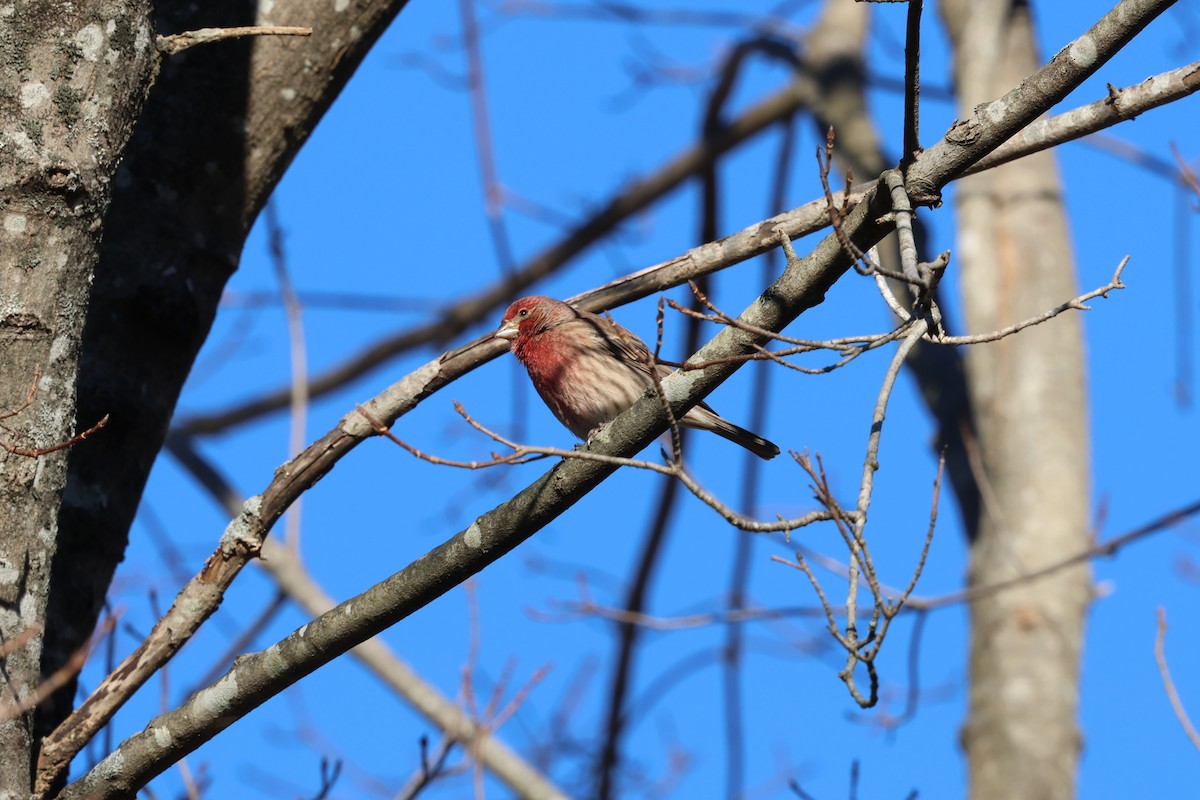 House Finch - ML646030477