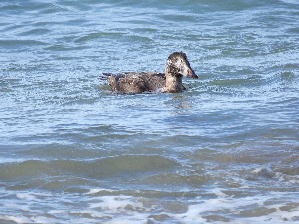 duck sp. - ML646030478