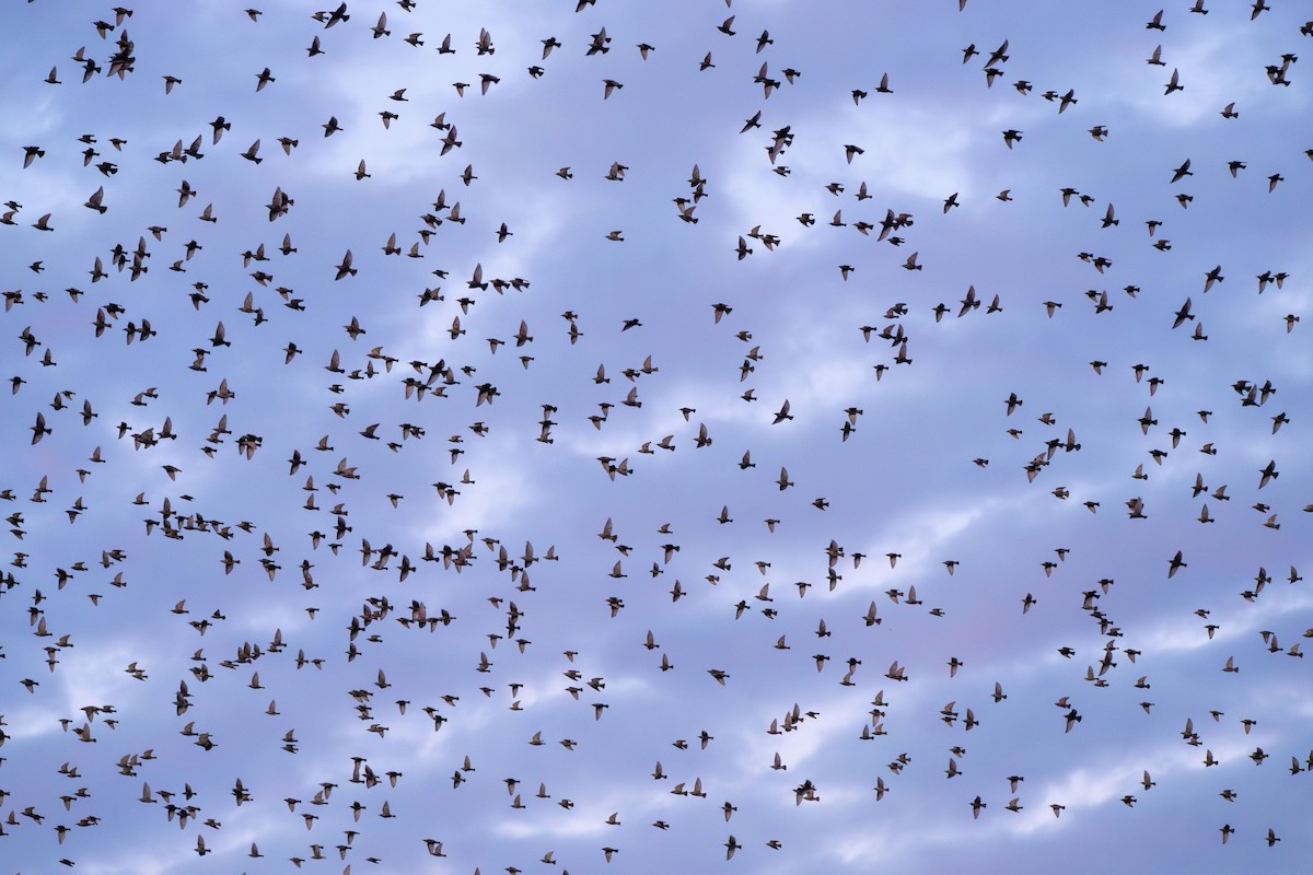 European Starling - ML646030479