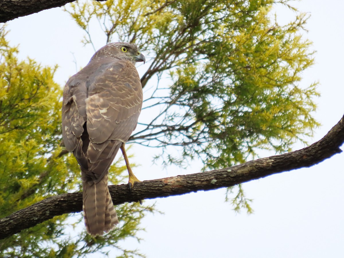 Brown Goshawk - ML646030480