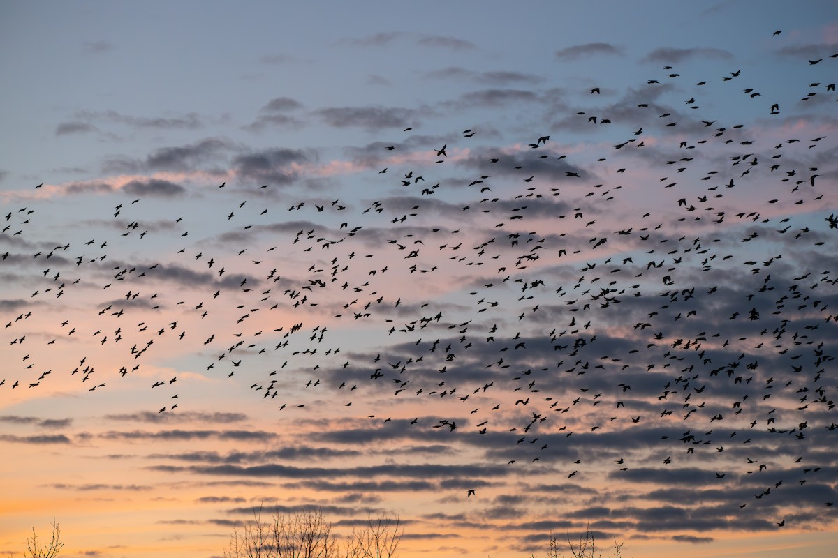 European Starling - ML646030481