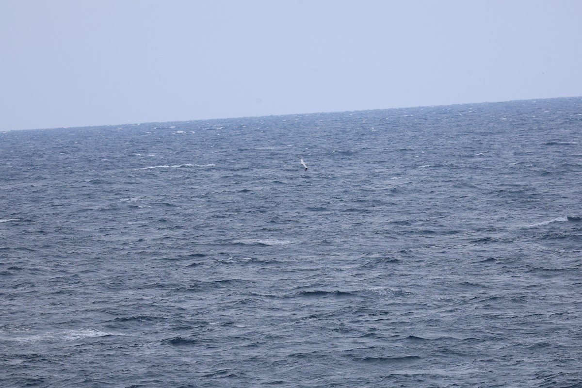 Northern Gannet - ML646030482