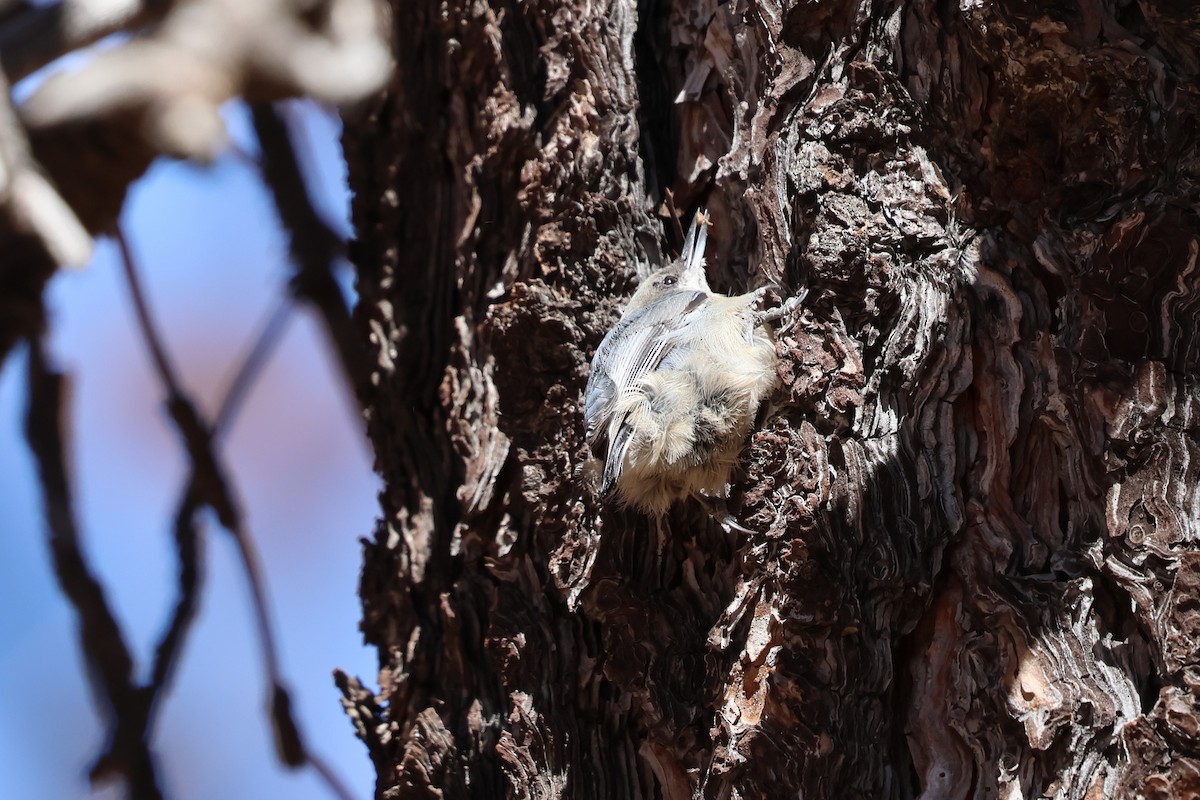 Pygmy Nuthatch - ML646030483