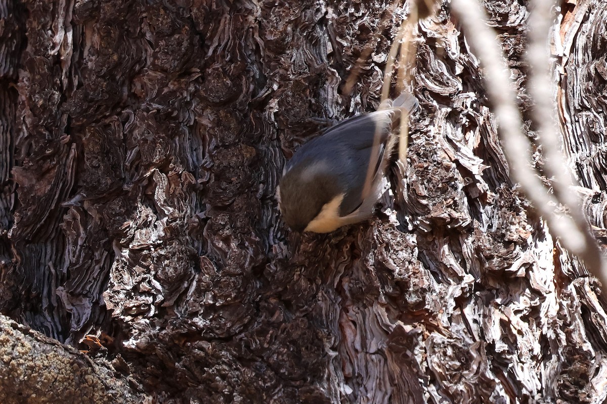 Pygmy Nuthatch - ML646030484