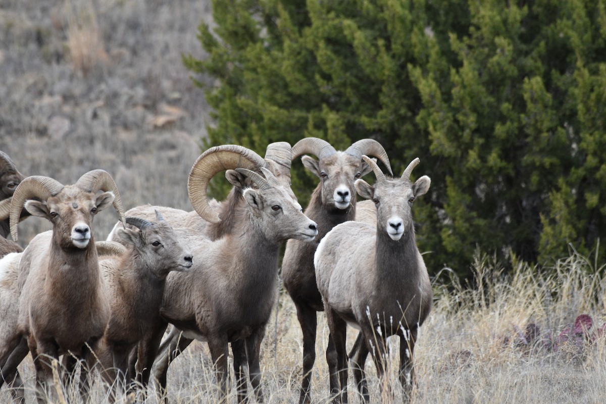 Animals - ML646030488