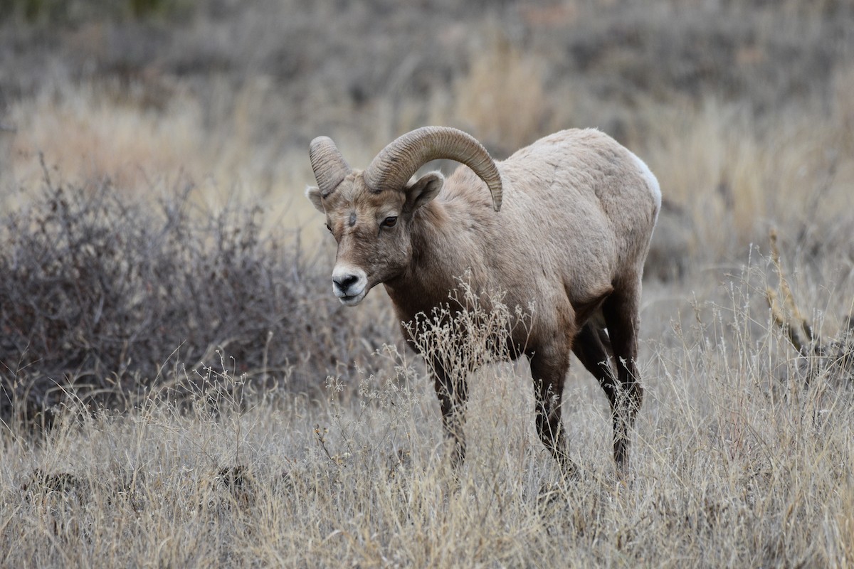 Animals - ML646030489