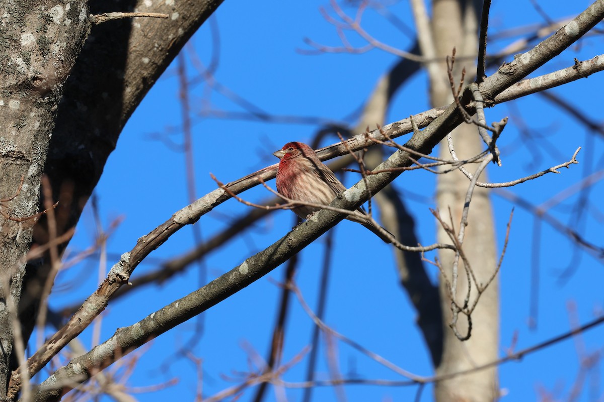 House Finch - ML646030490