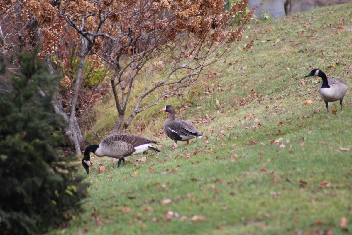 Greater White-fronted Goose - ML646030492