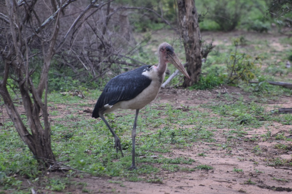 Marabou Stork - ML646030493