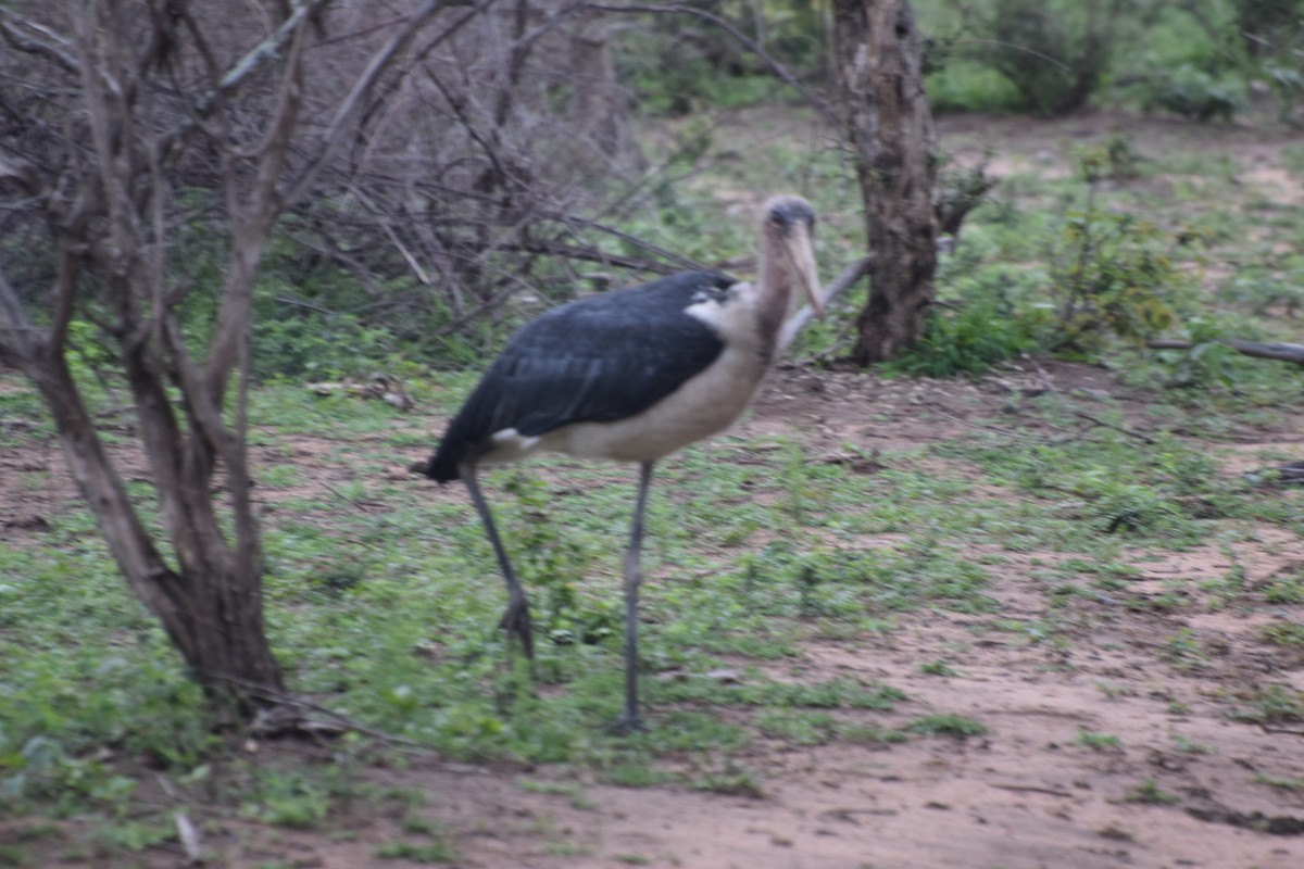 Marabou Stork - ML646030494
