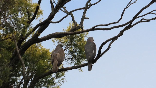 Brown Goshawk - ML646030495