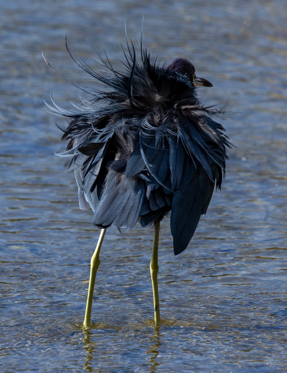 Tricolored Heron - ML646030496