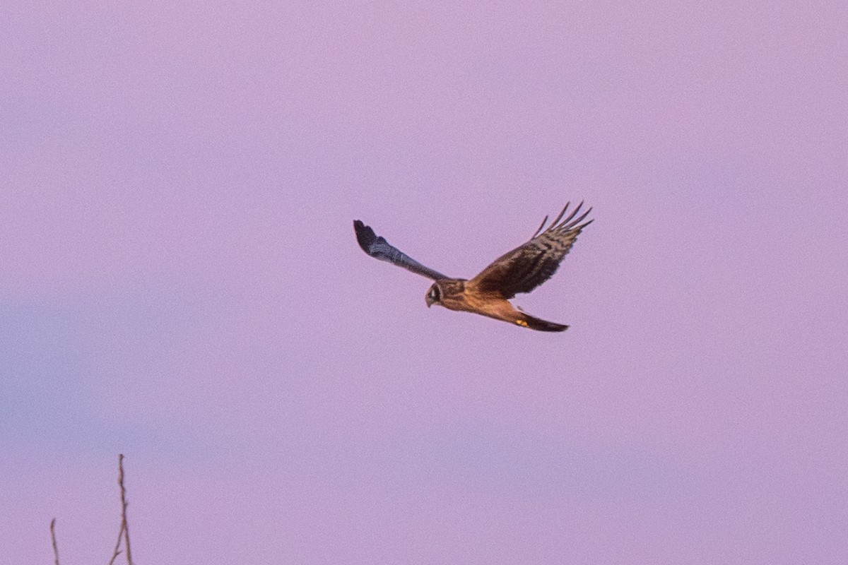 Northern Harrier - ML646030498