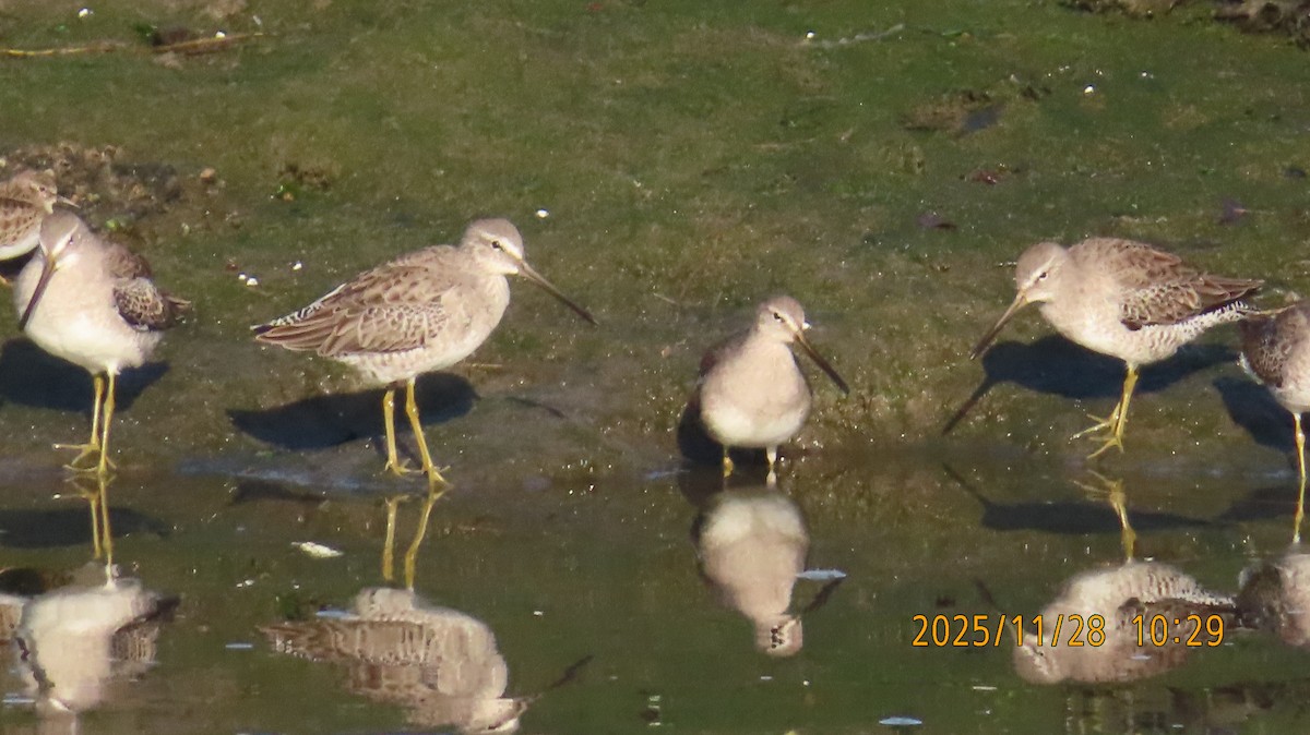 Long-billed Dowitcher - ML646030501