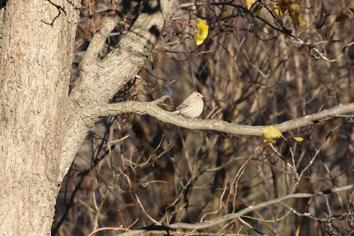 House Finch - ML646030503