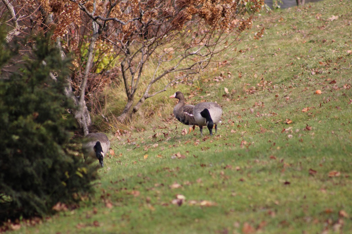 Greater White-fronted Goose - ML646030504