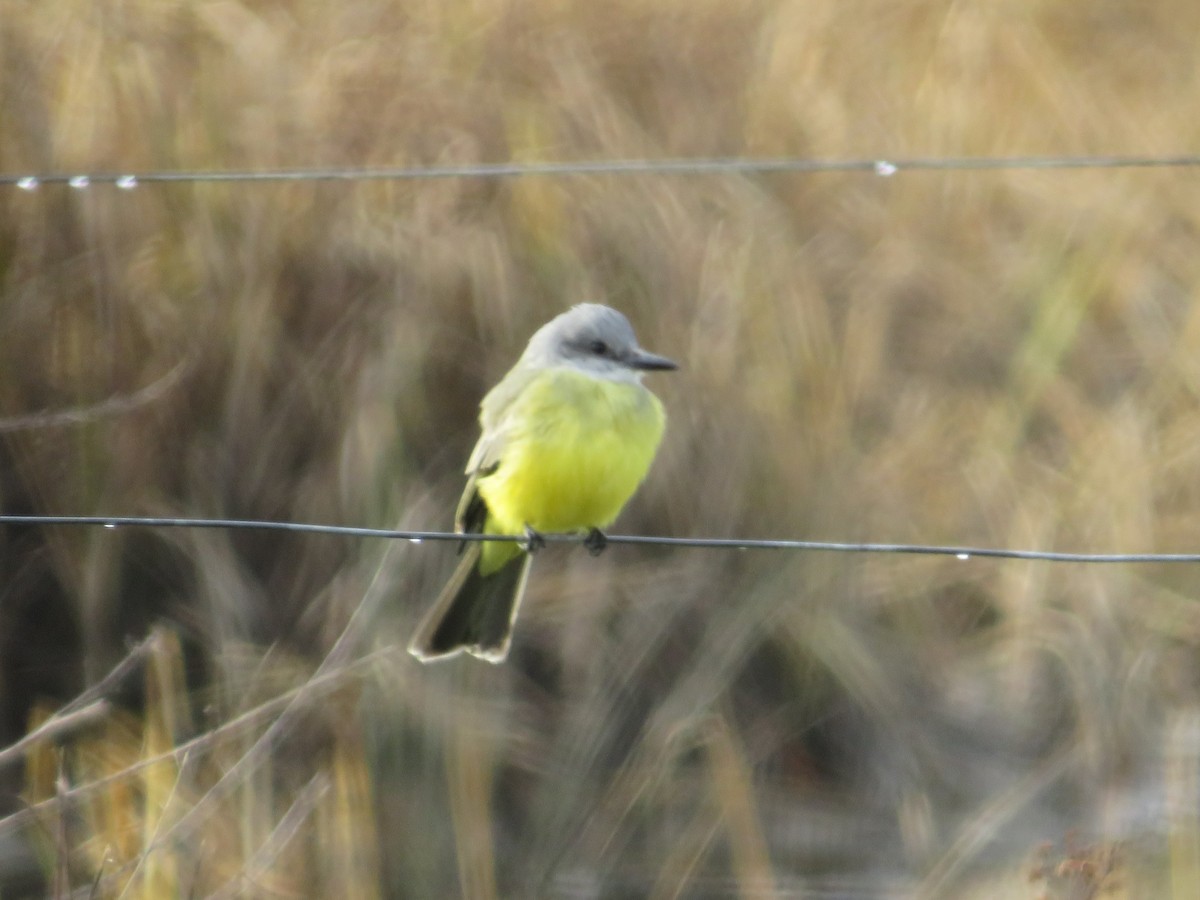 Tropical Kingbird - ML646030510