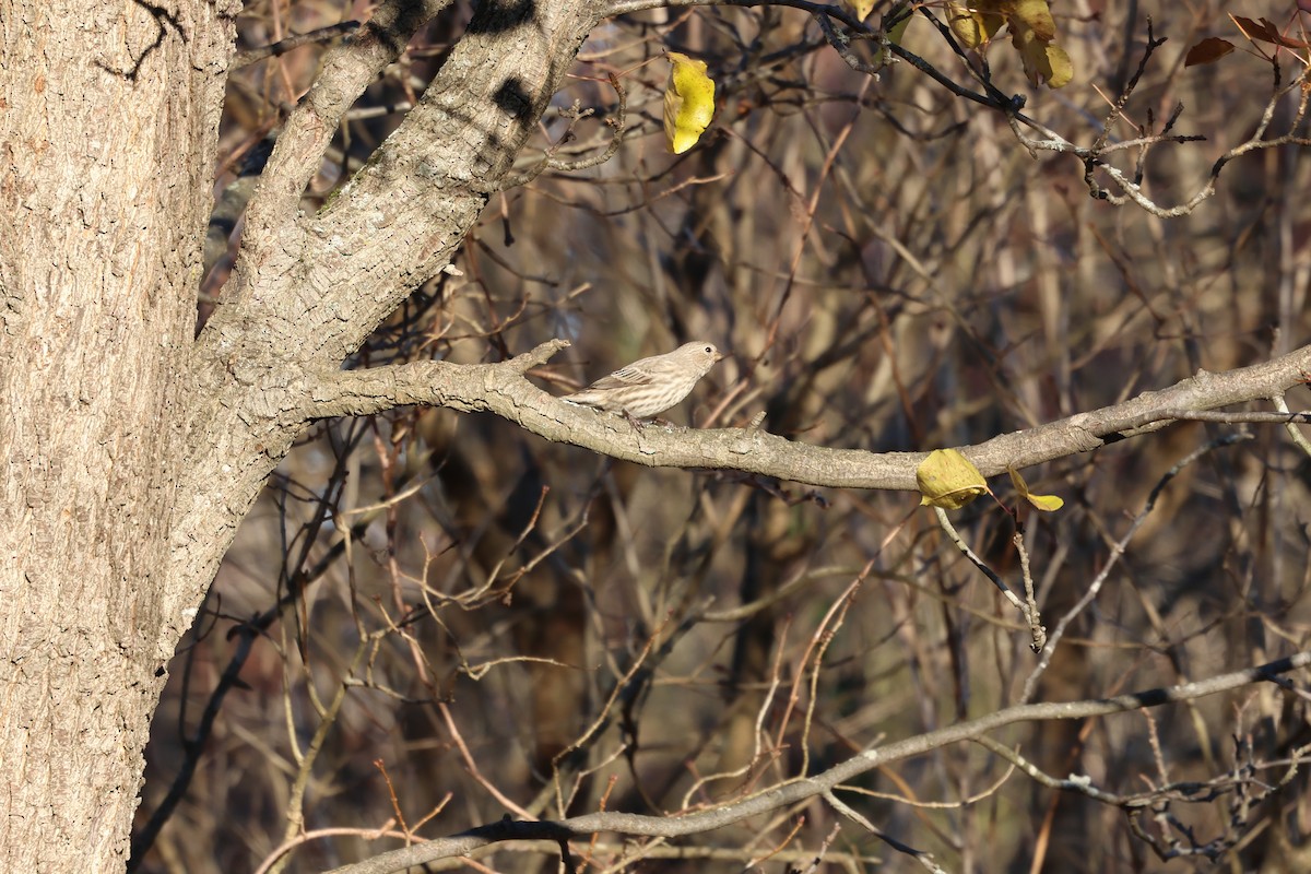House Finch - ML646030512