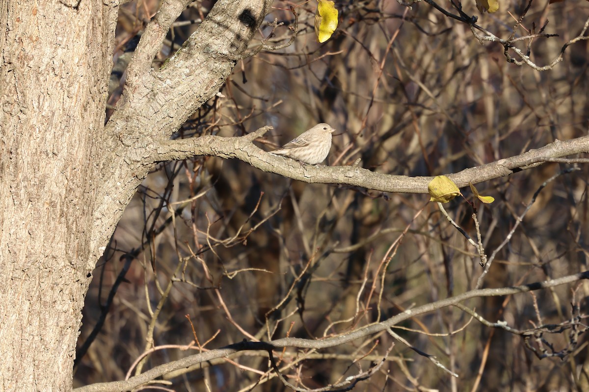 House Finch - ML646030514