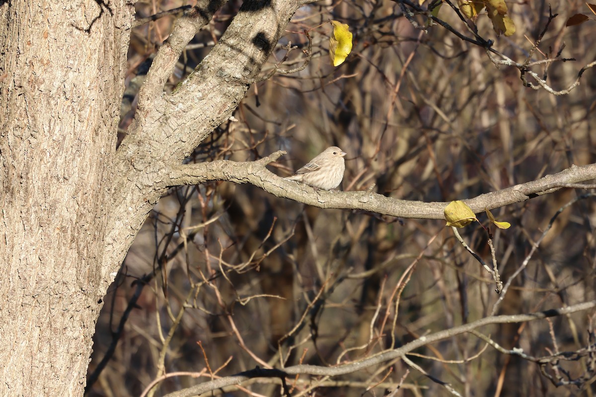House Finch - ML646030519
