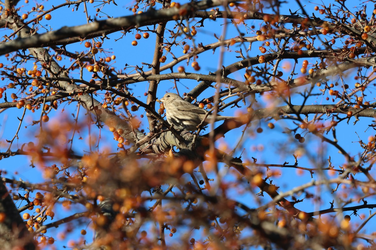 House Finch - ML646030522