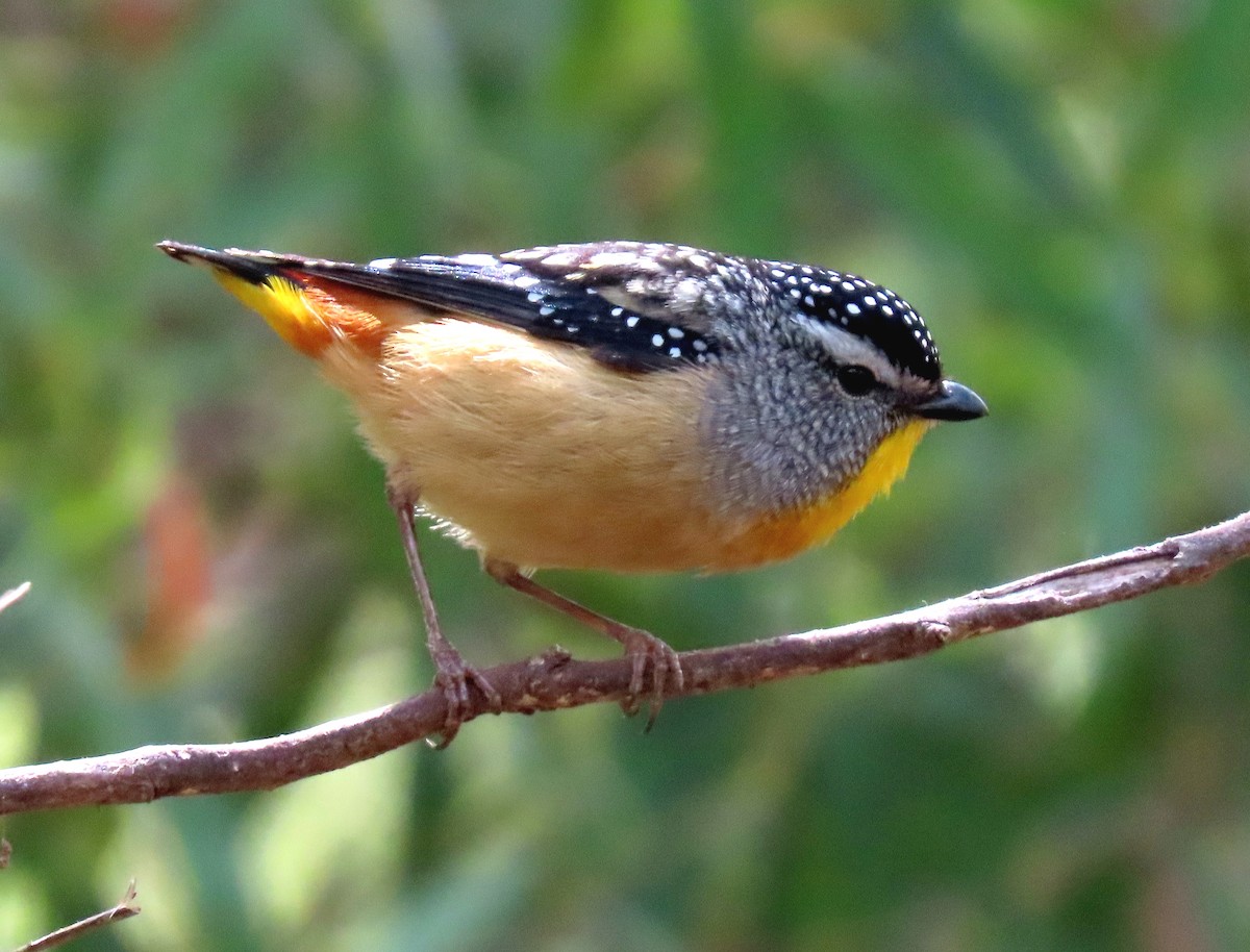Spotted Pardalote (Spotted) - ML646030524