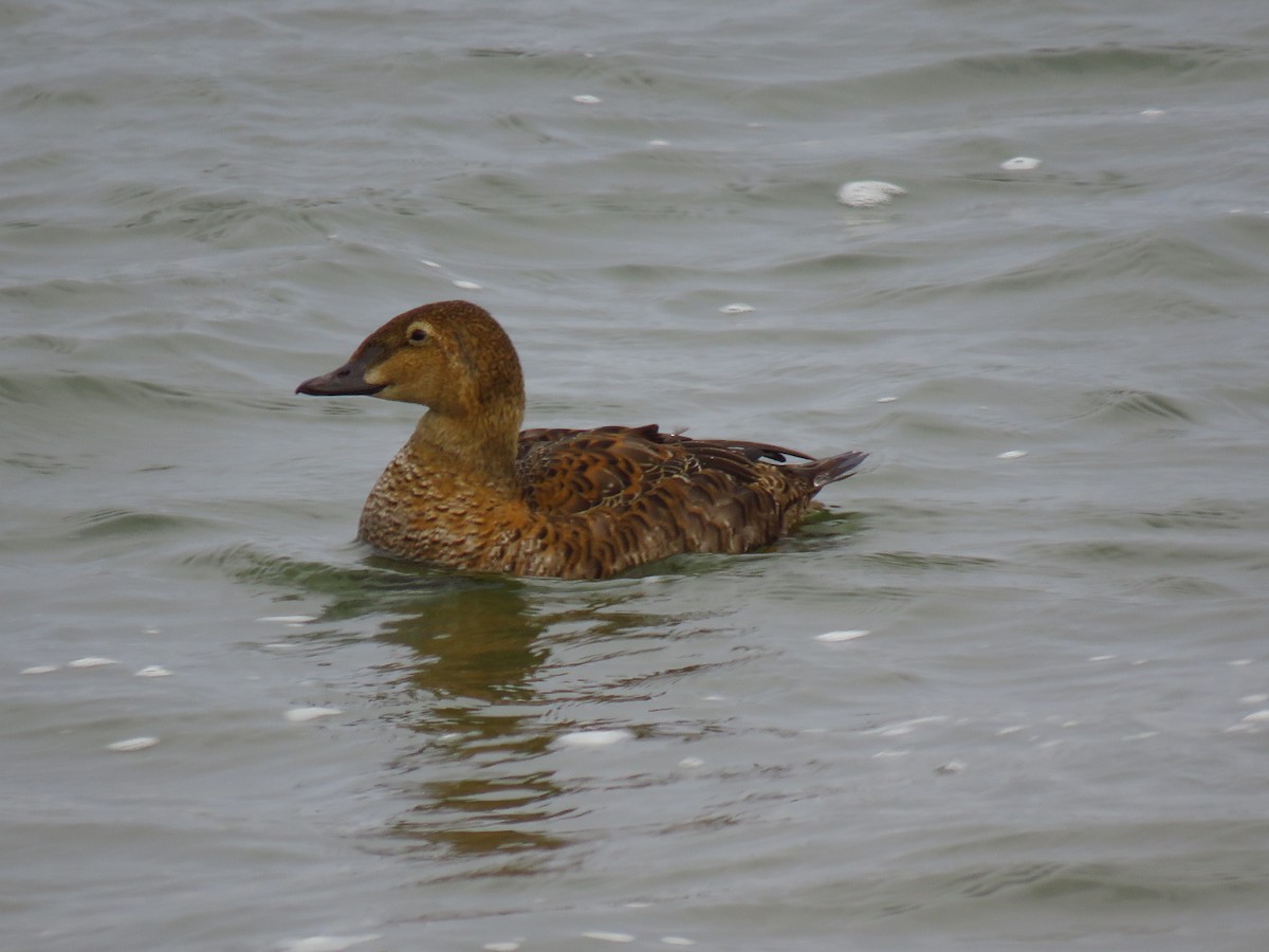 praktærfugl - ML646030541