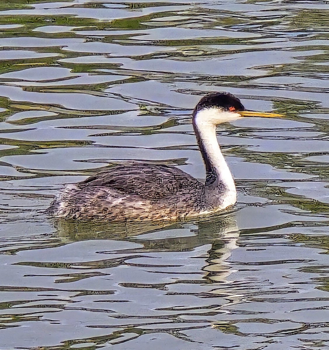 svanedykker - ML646030543