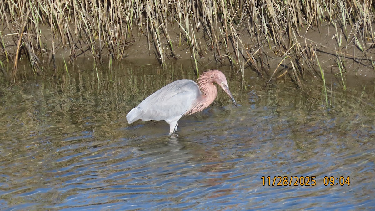 Reddish Egret - ML646030545