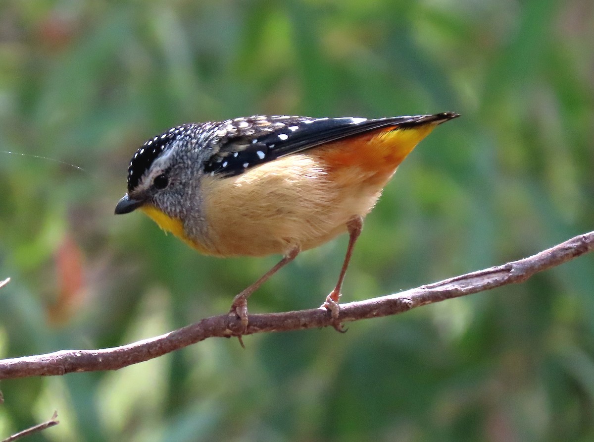 Spotted Pardalote (Spotted) - ML646030547