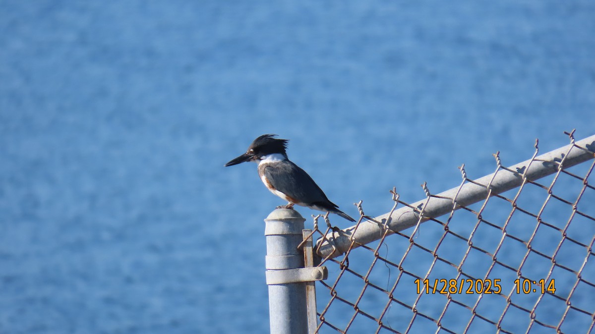 belteisfugl - ML646030550