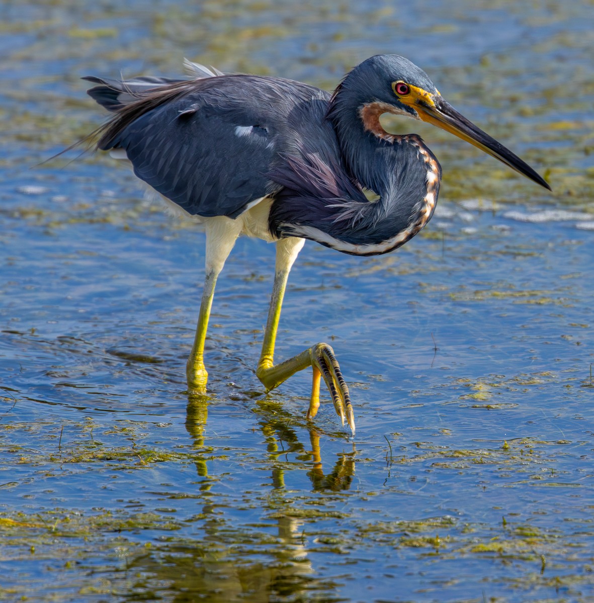 prakthegre - ML646030552