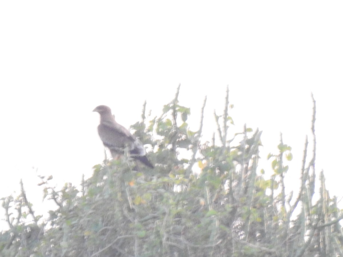 steppeørn/savanneørn - ML646030553