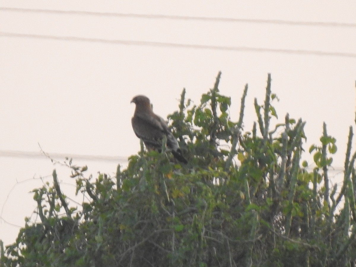 steppeørn/savanneørn - ML646030554