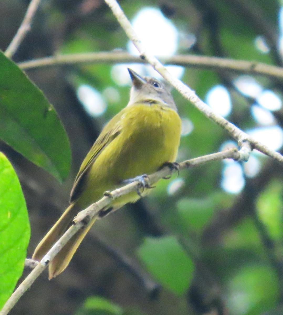 gråhodetanagar - ML646030555