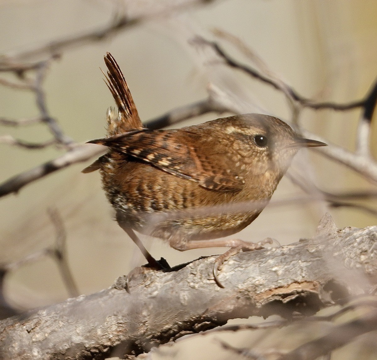 Pacific Wren - ML646030557