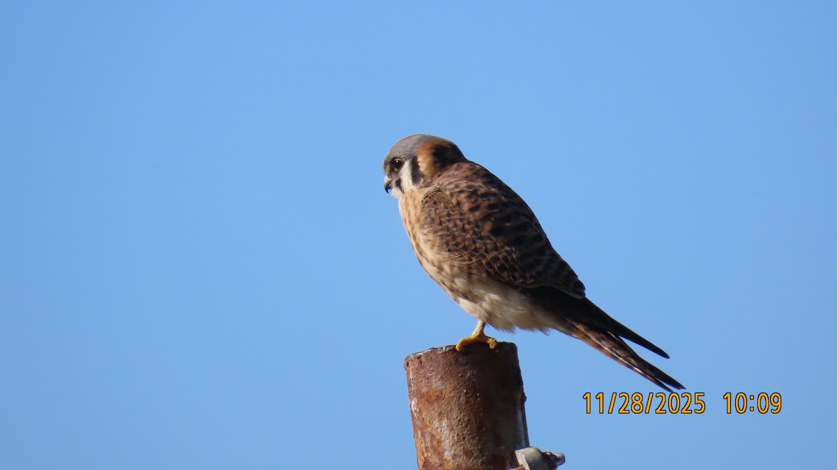 spurvefalk - ML646030561