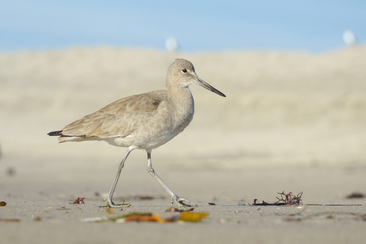 willetsnipe - ML646030562