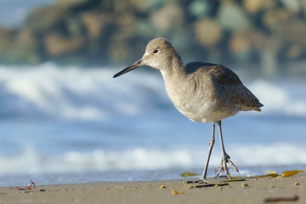 willetsnipe - ML646030563