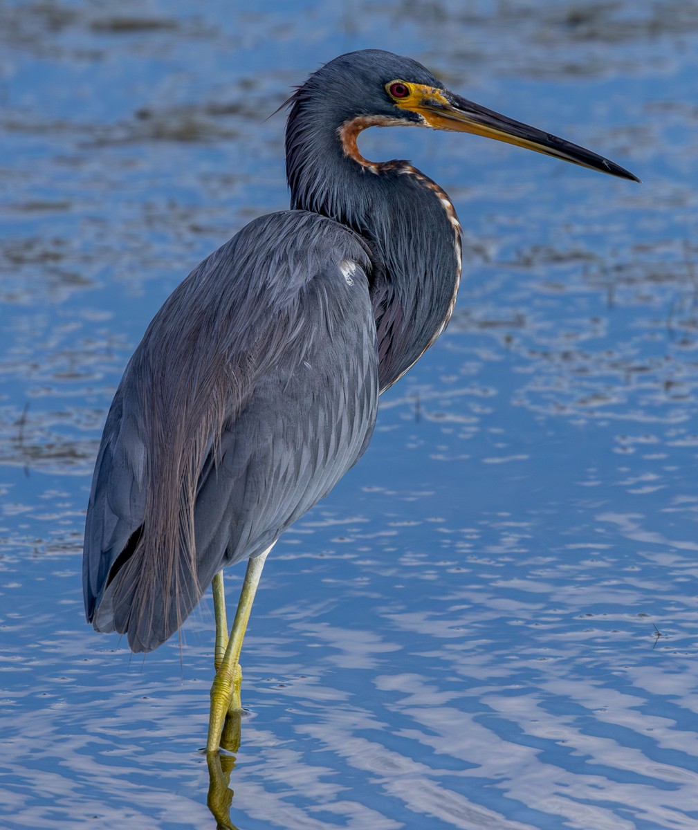 prakthegre - ML646030564