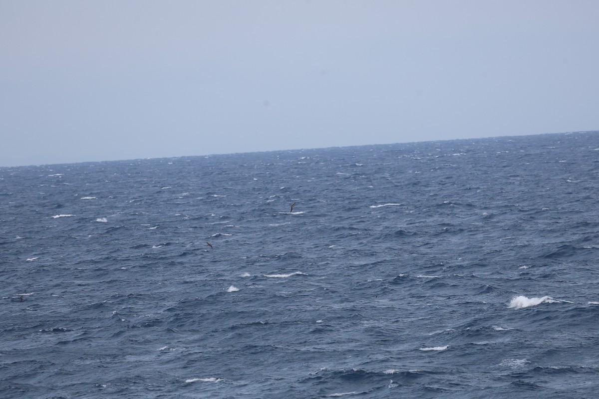 poseidonlire - ML646030565